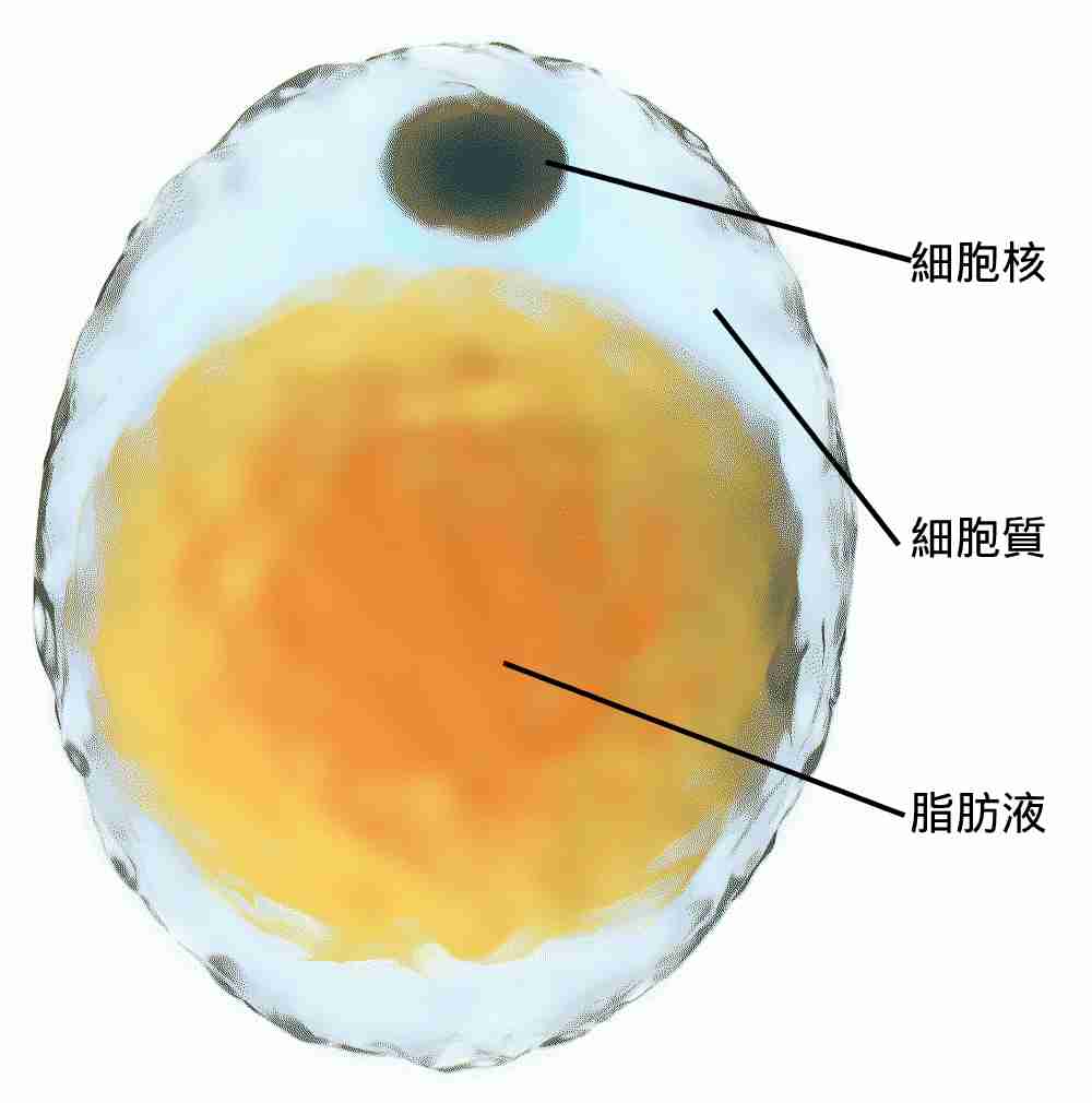 脂肪細胞結構